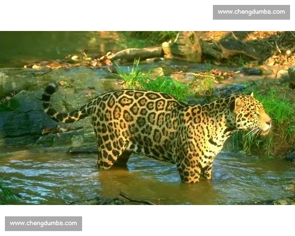 美洲豹对决老虎谁才是丛林顶级掠食者力量与策略全解析实战对比